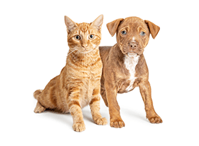 Petcare